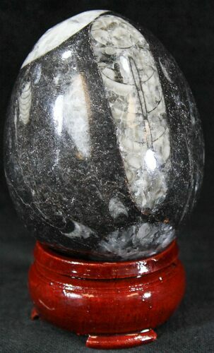 Polished Fossil Orthoceras (Cephalopod) Egg #23525